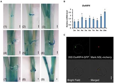 OsARF4 regulates leaf inclination via auxin and brassinosteroid pathways in rice